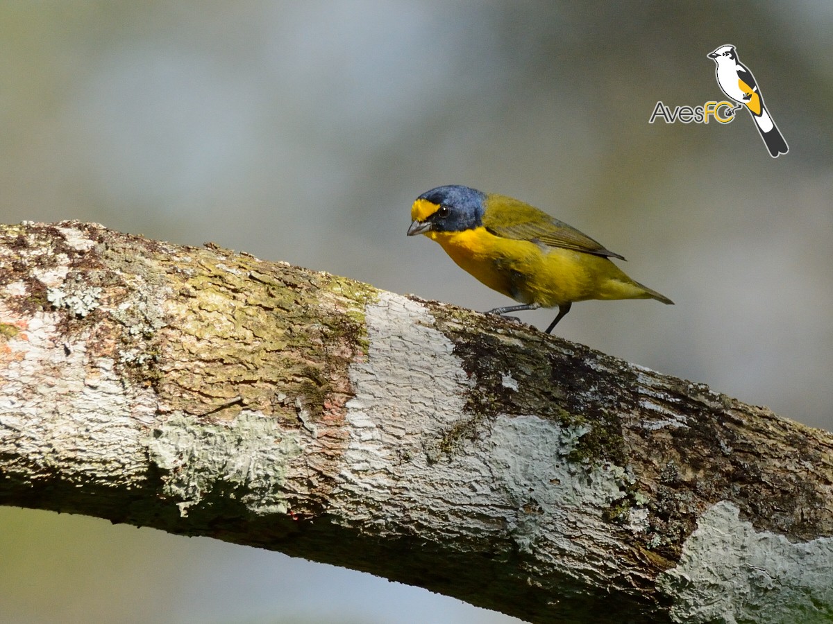 Yellow-throated Euphonia - AvesFC UNAM