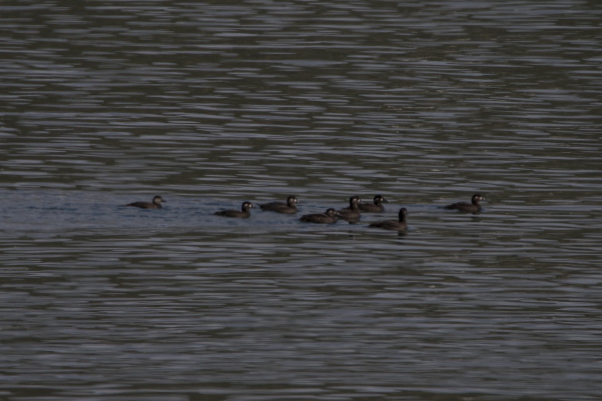 Black Scoter - ML264433711