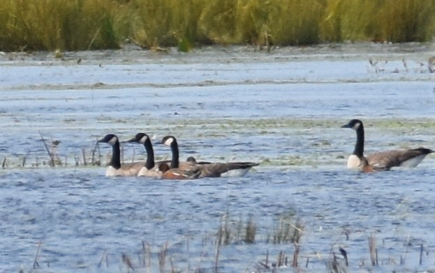 Eurasian Wigeon - Ken Milender