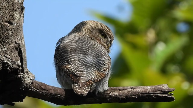 Jungle Owlet - ML264434871