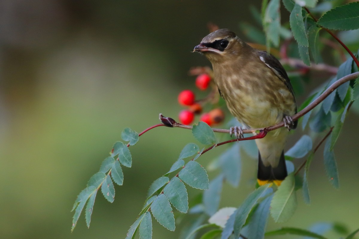 Cedar Waxwing - ML264435871