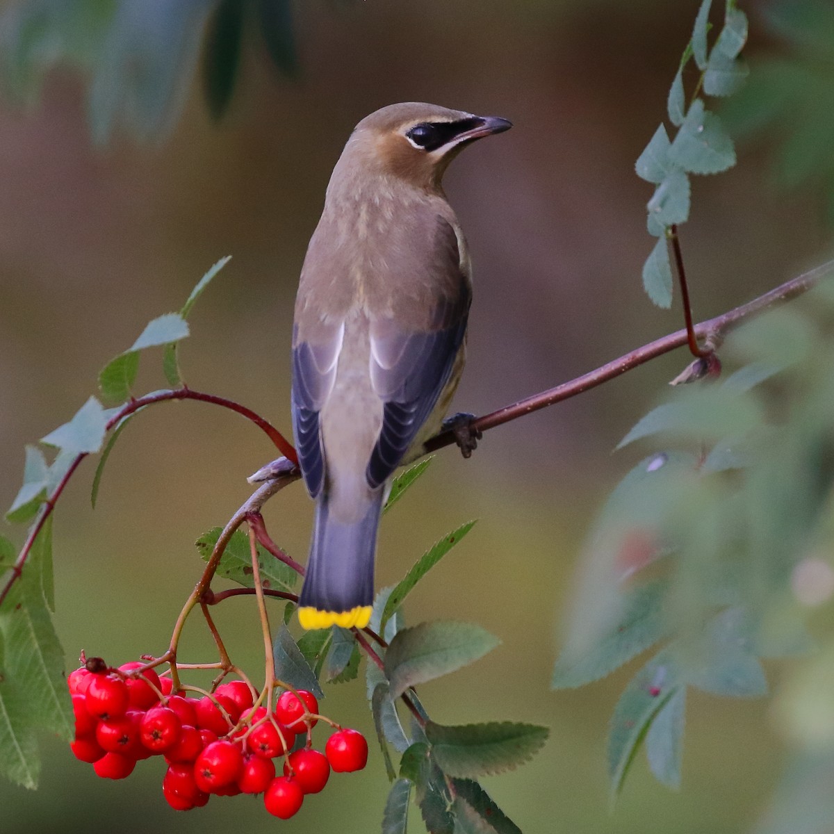 Cedar Waxwing - ML264435891