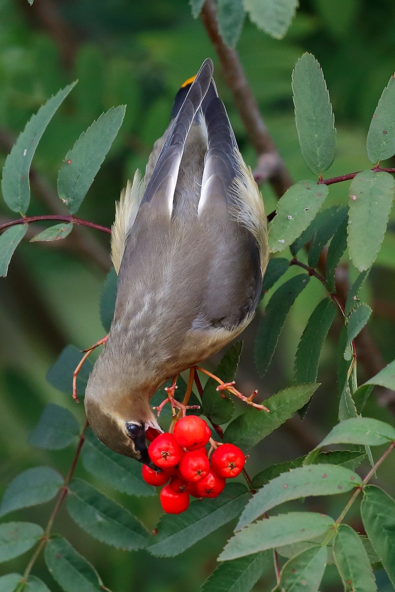 Cedar Waxwing - ML264435901