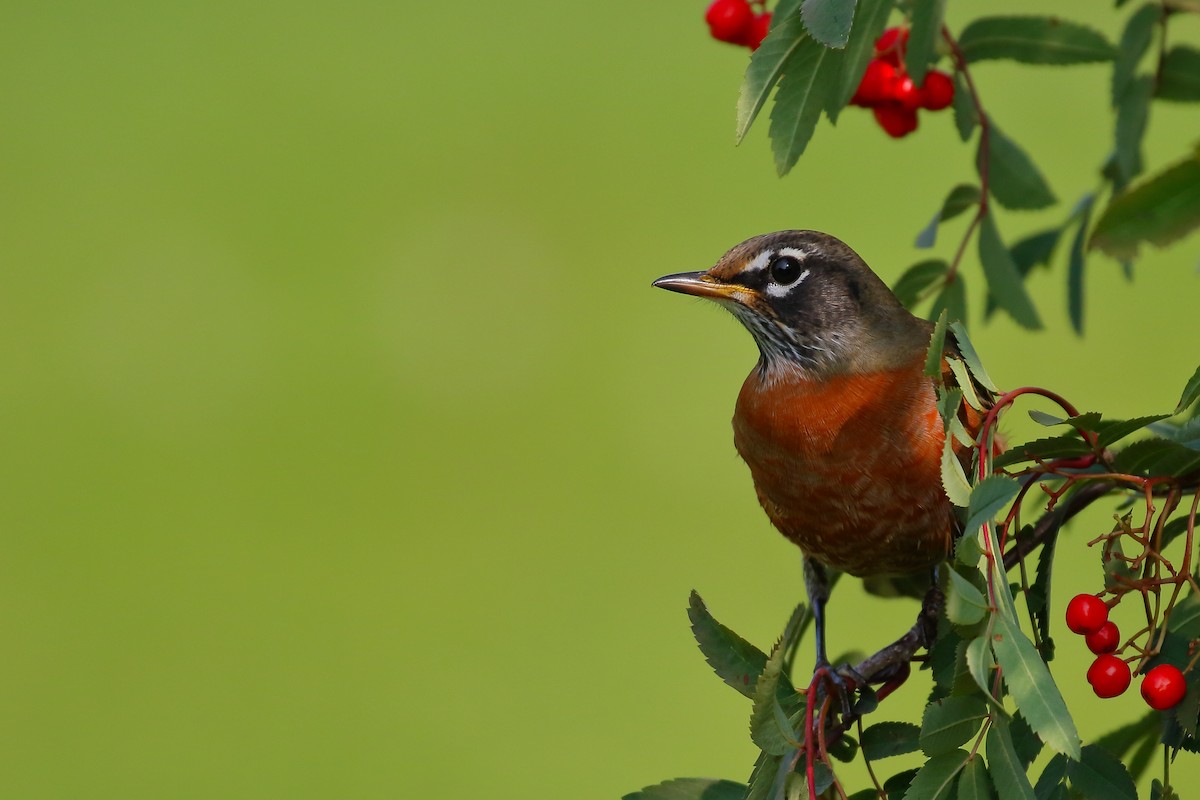 American Robin - Douglas Faulder