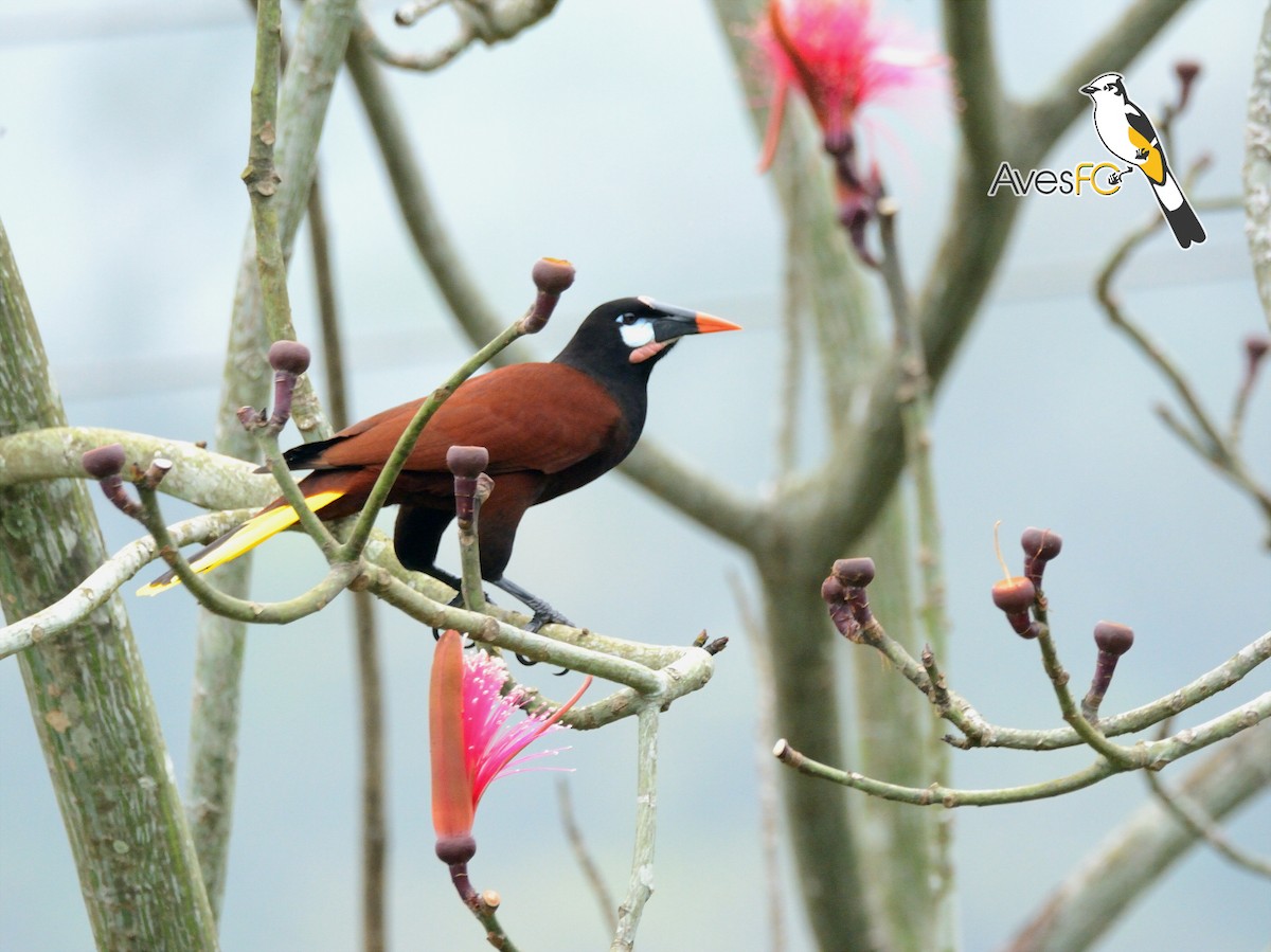 Montezuma Oropendola - AvesFC UNAM