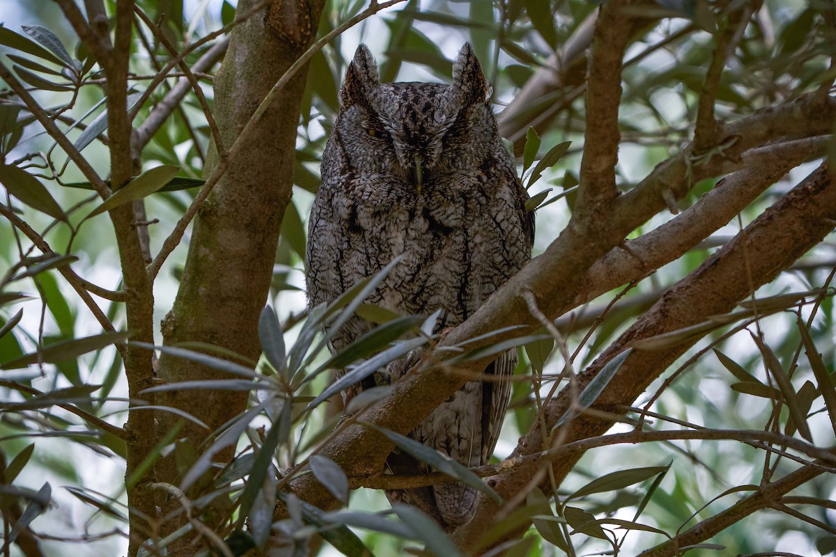 Eastern Screech-Owl - ML264438291
