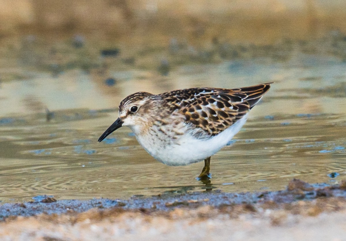 pygmésnipe - ML264438491