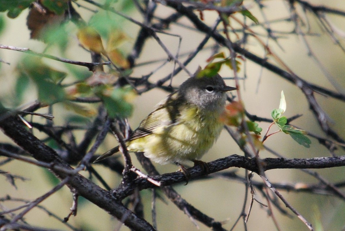 kjerrparula - ML264438851