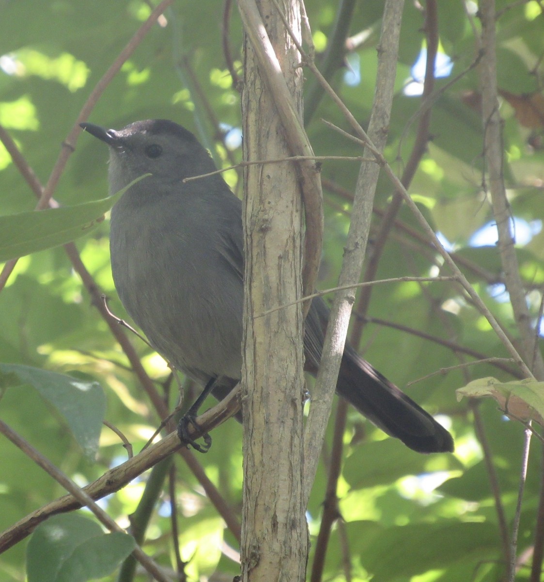 Gray Catbird - kath osullivan