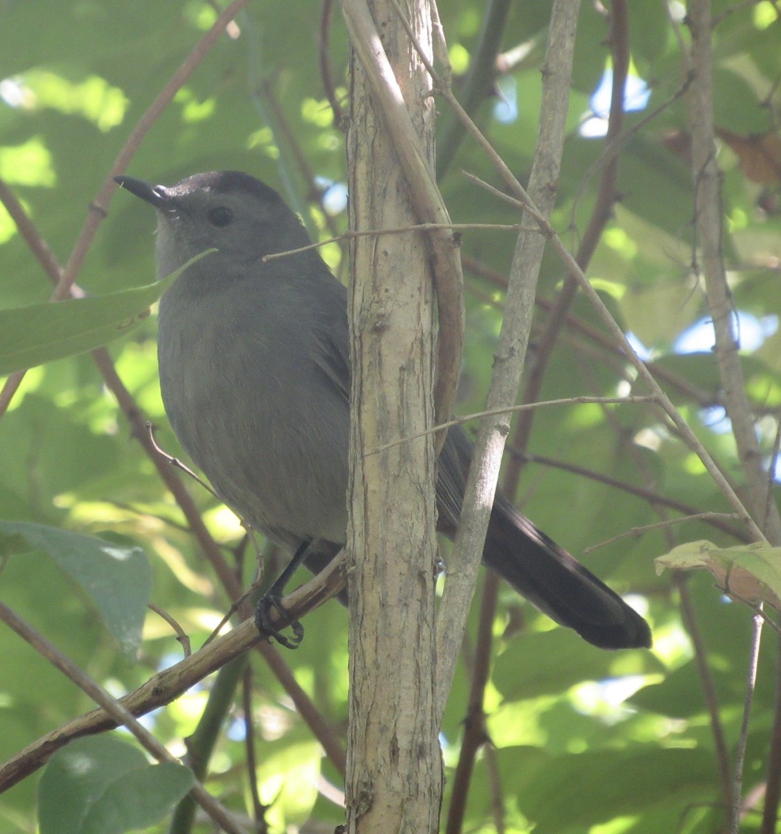 Gray Catbird - ML264439461