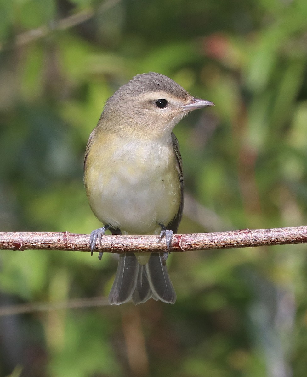 Warbling Vireo - Alan Schmierer