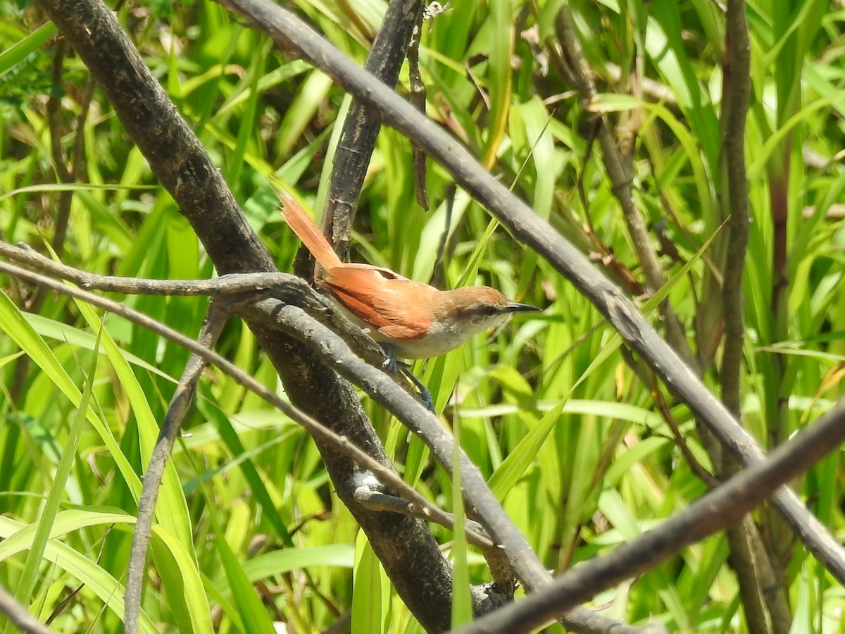 Yellow-chinned Spinetail - ML264440121