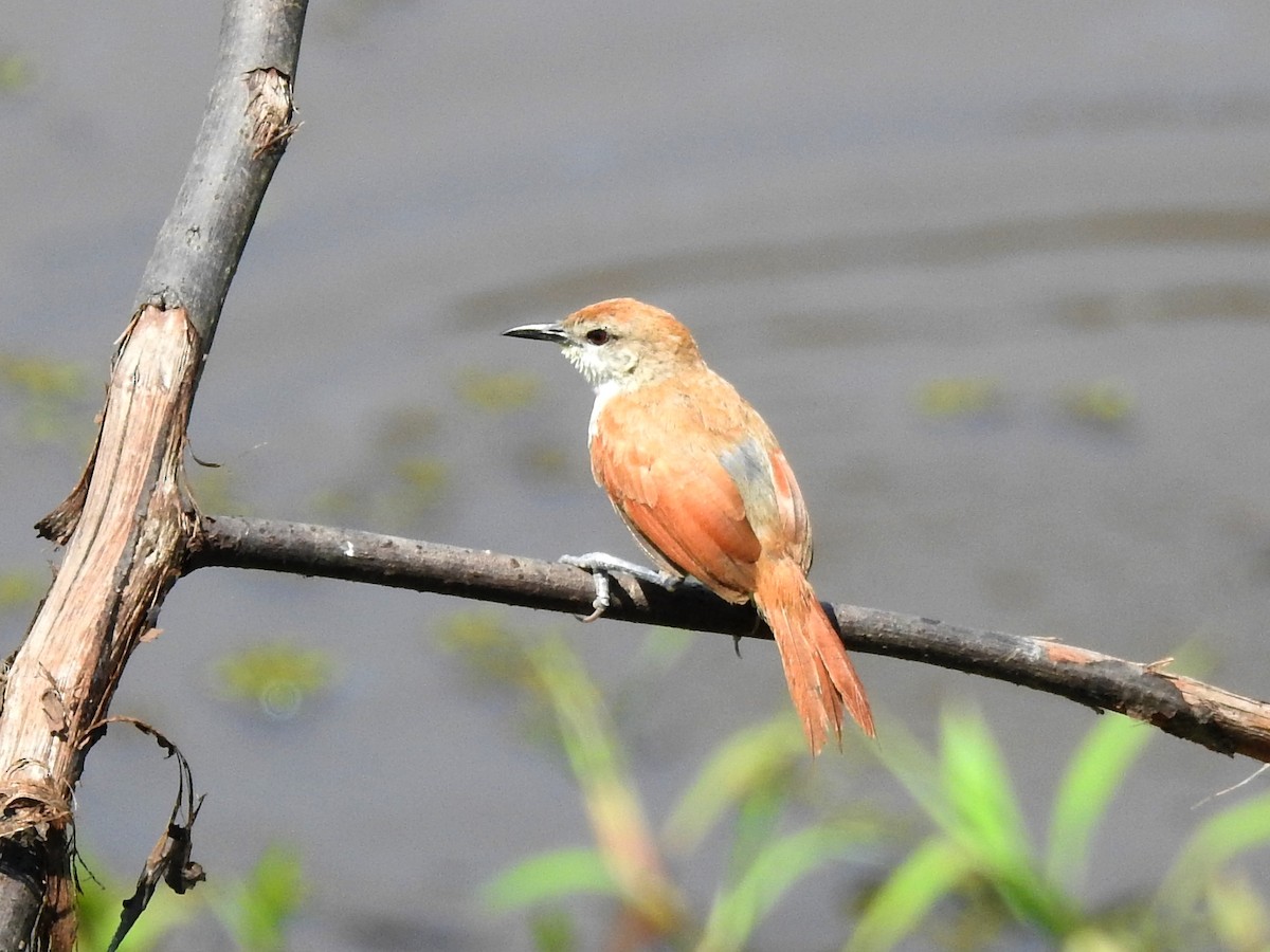 Yellow-chinned Spinetail - ML264440221