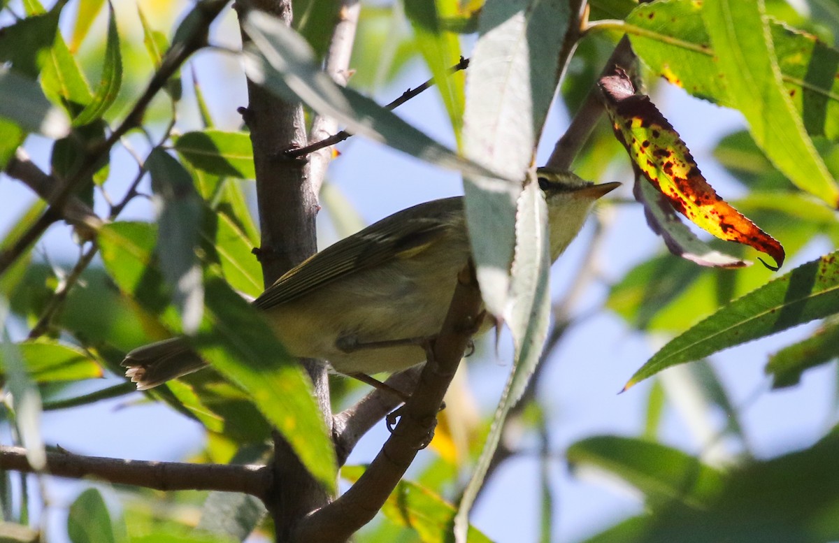 Arctic/Kamchatka Leaf Warbler - ML264440281