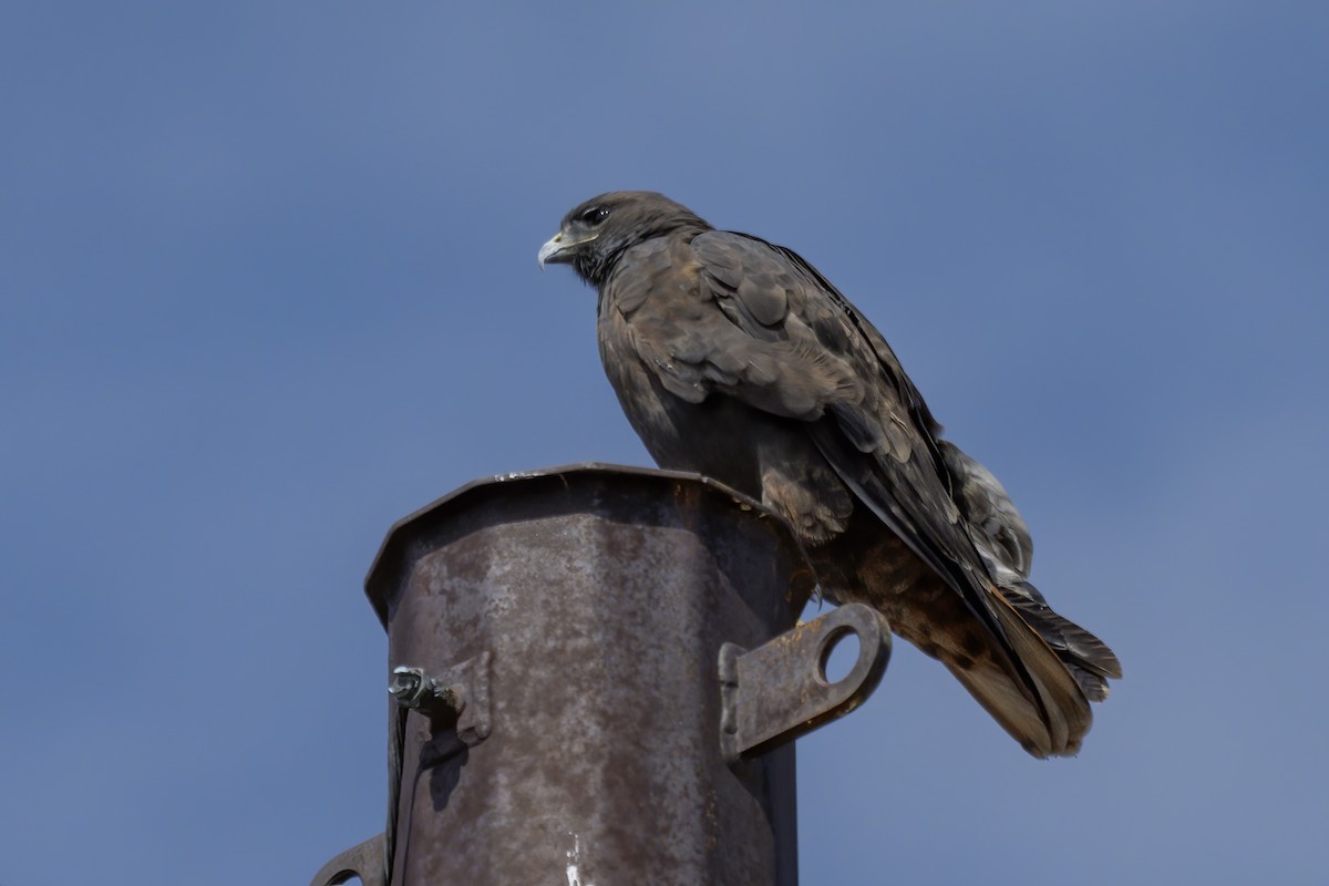 Red-tailed Hawk - John Tubbs