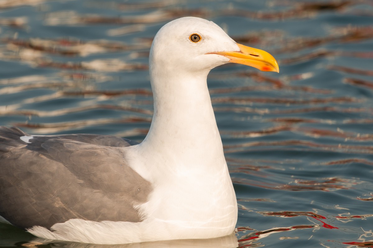 Western Gull - ML264444131