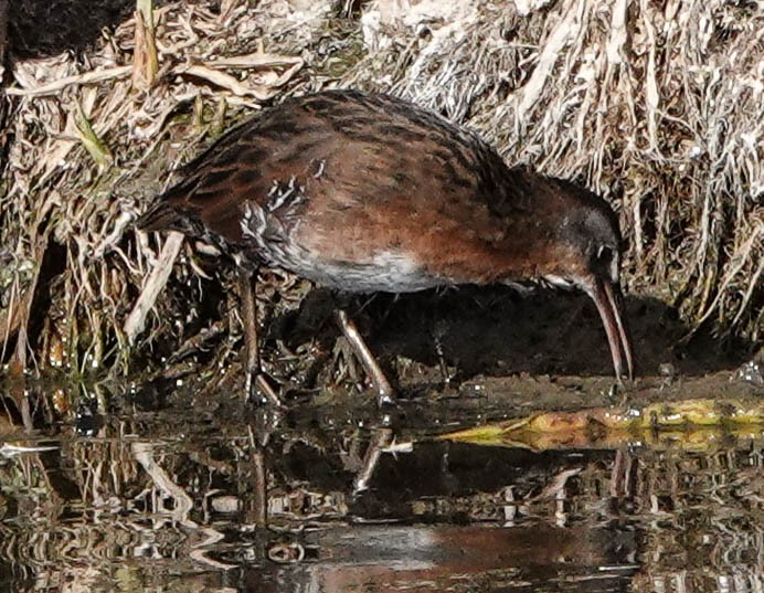 Virginia Rail - Linda Vaxvick