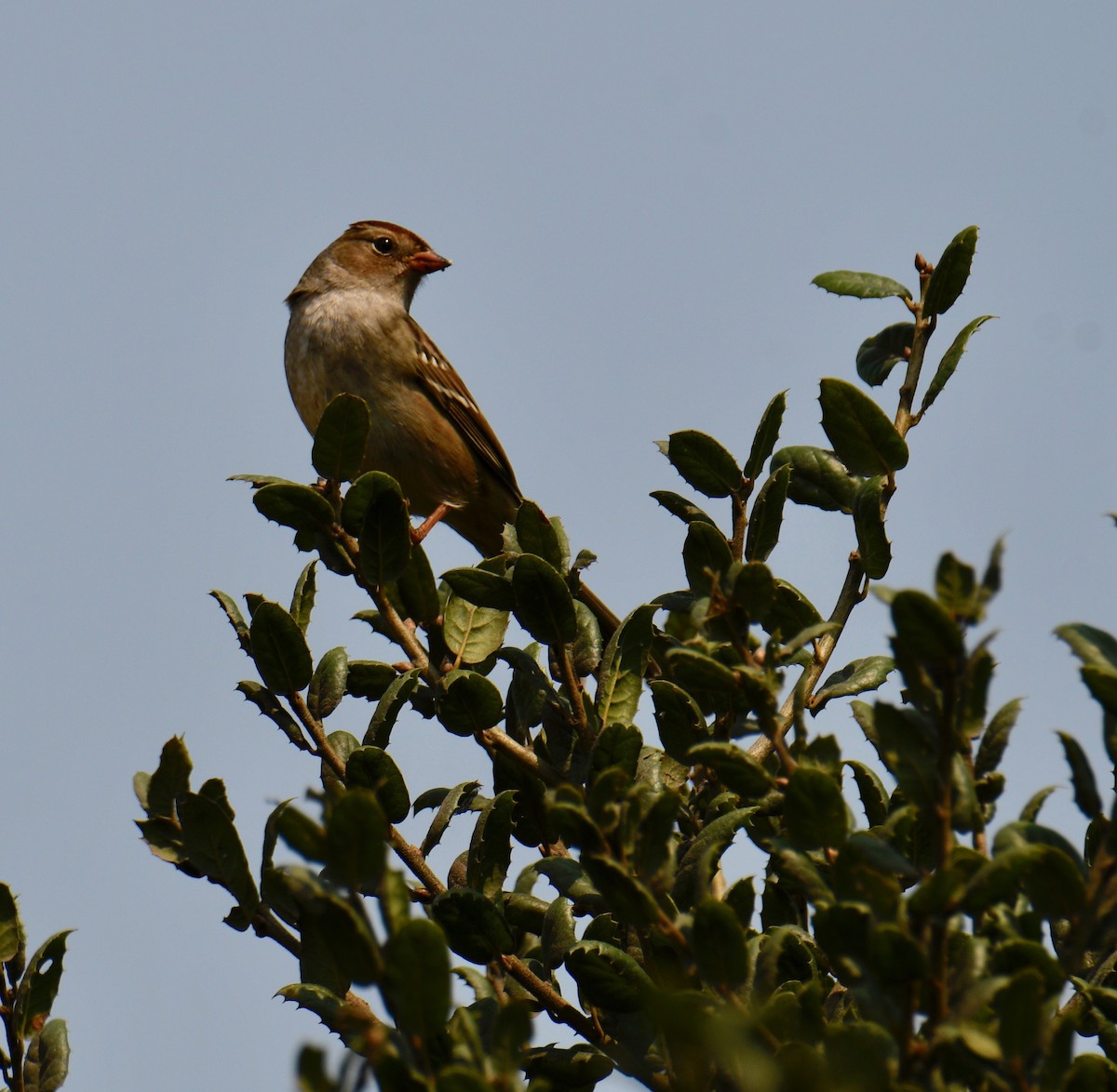 White-crowned Sparrow - ML264445401