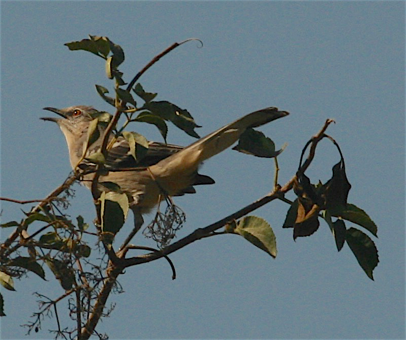 Northern Mockingbird - ML264445551