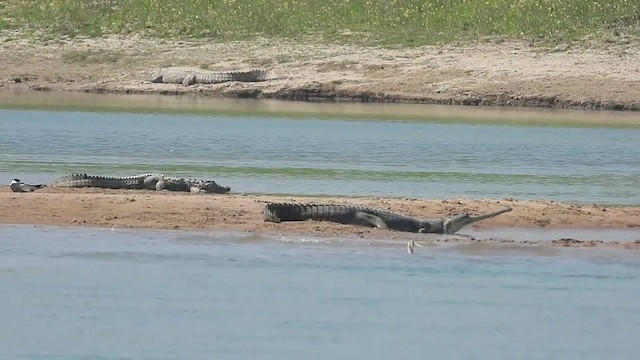 Indian Skimmer - ML264445961