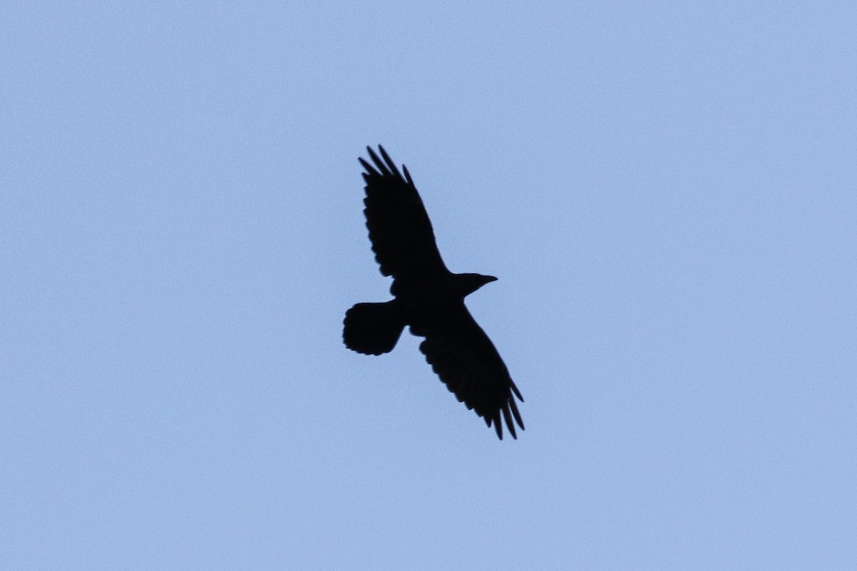 Common Raven - ML264447761