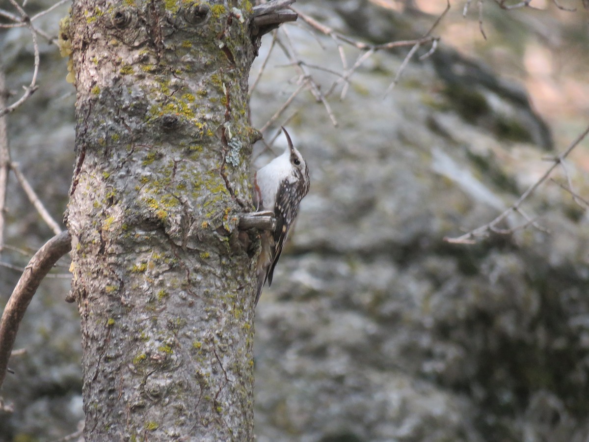 Brown Creeper - Robert Theriault