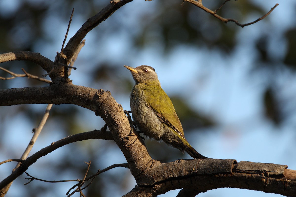 Streak-throated Woodpecker - Praveen  Kumar