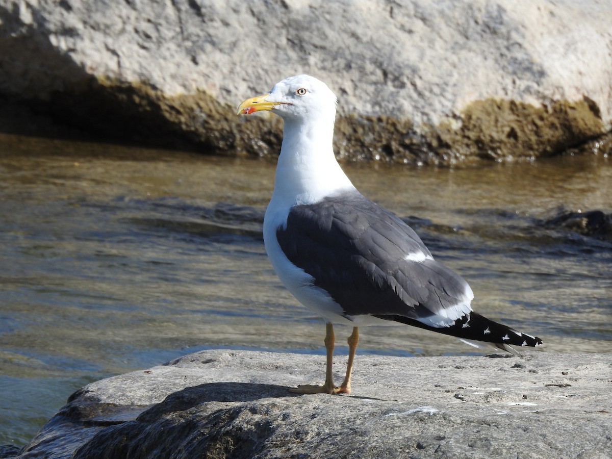 Lesser Black-backed Gull - ML264449841
