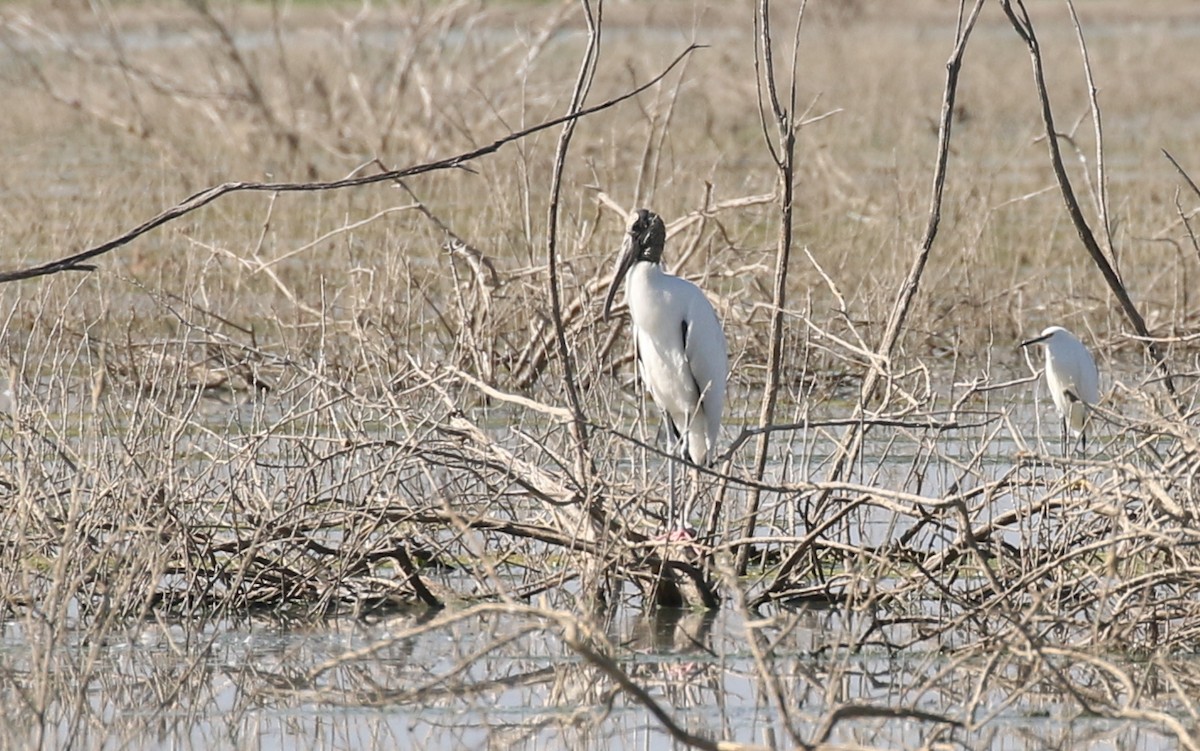 Wood Stork - ML264451081