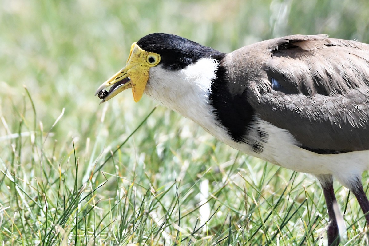 Masked Lapwing - ML264452281