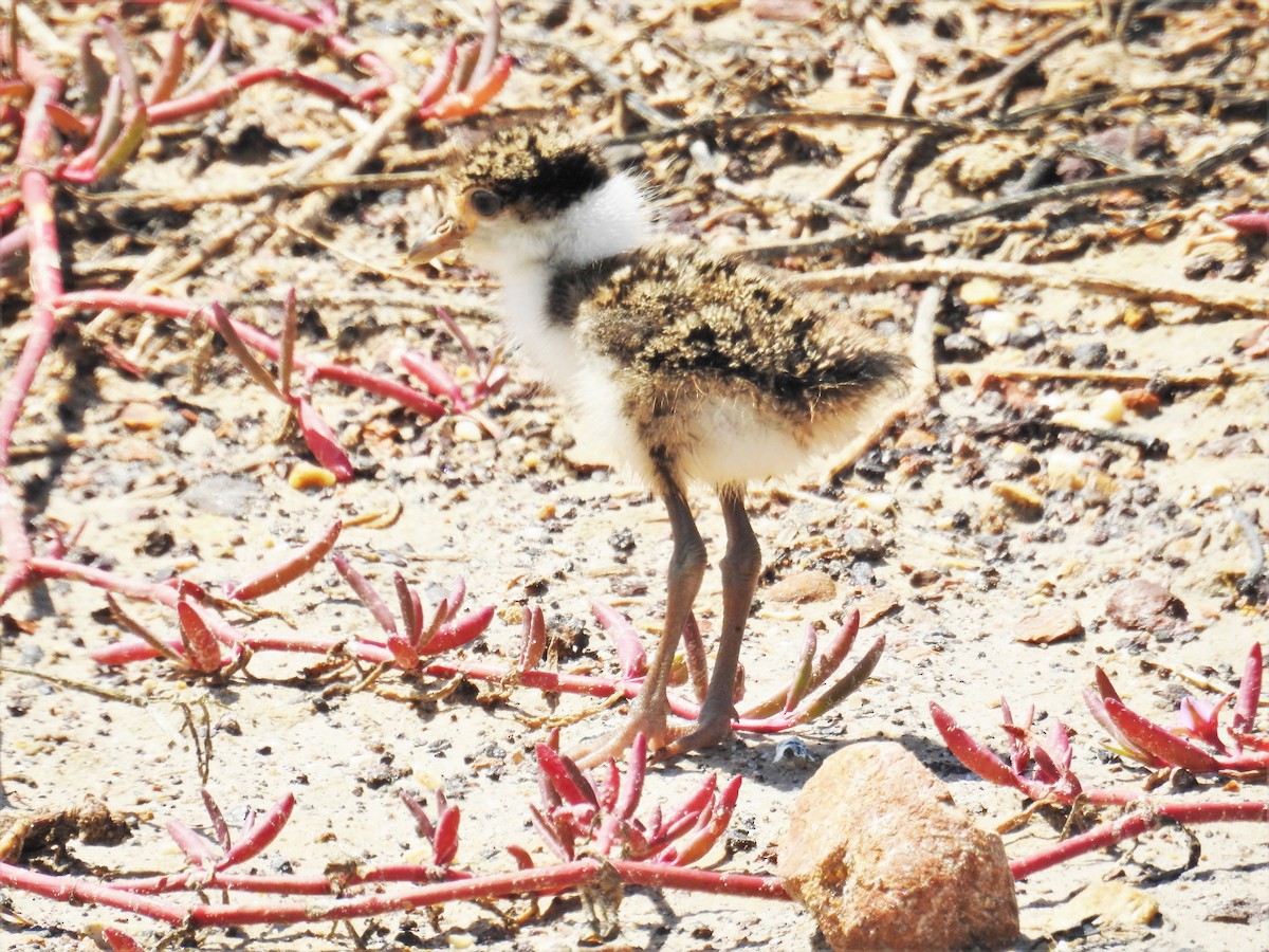 Masked Lapwing - ML264452311