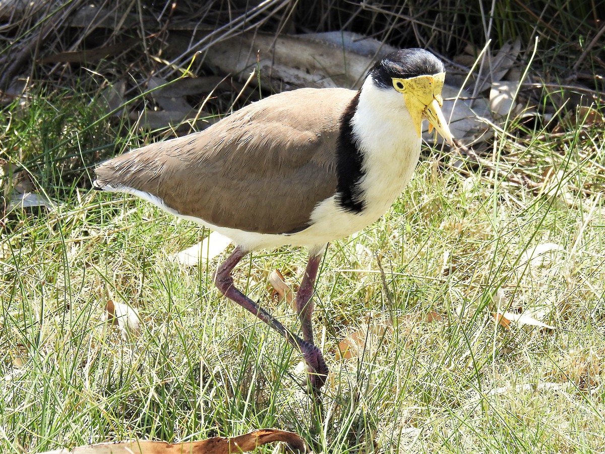 Masked Lapwing - ML264452371