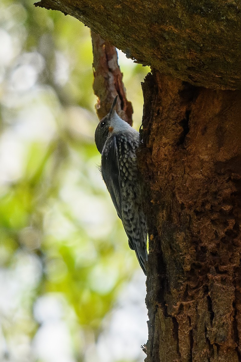 White-throated Treecreeper - ML264454491