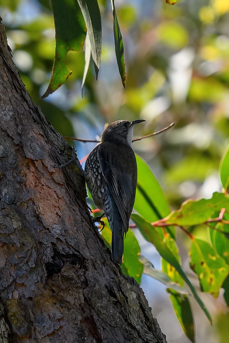 White-throated Treecreeper - ML264454511