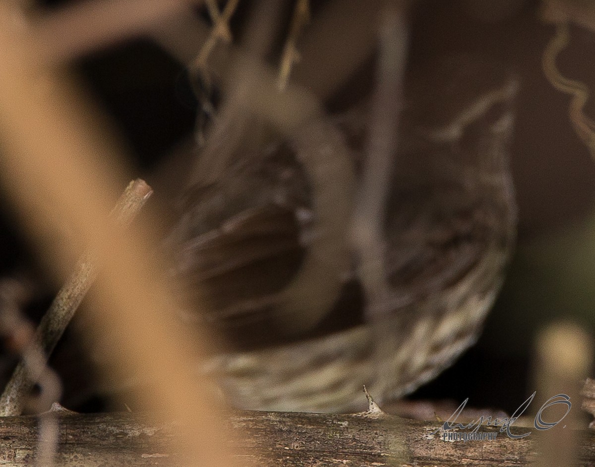 Northern Waterthrush - ML26445461