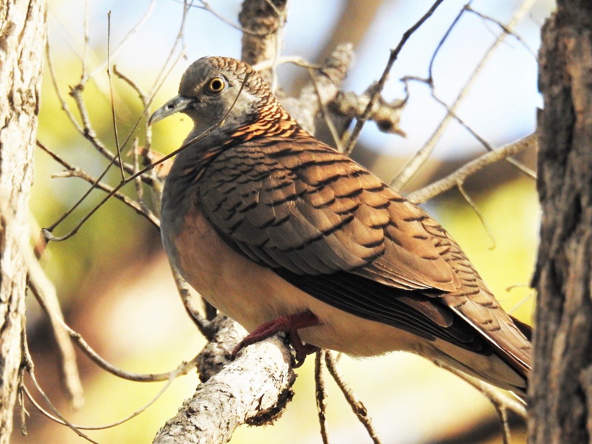 Bar-shouldered Dove - Trevor Ross