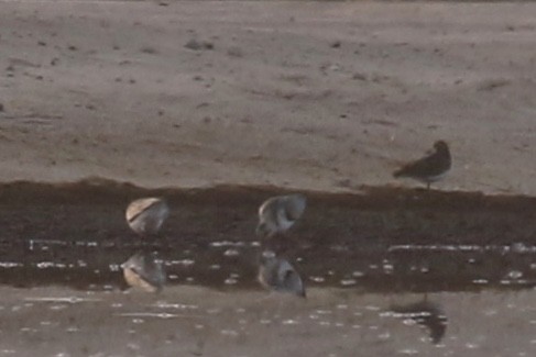 Bécasseau sanderling - ML264459311