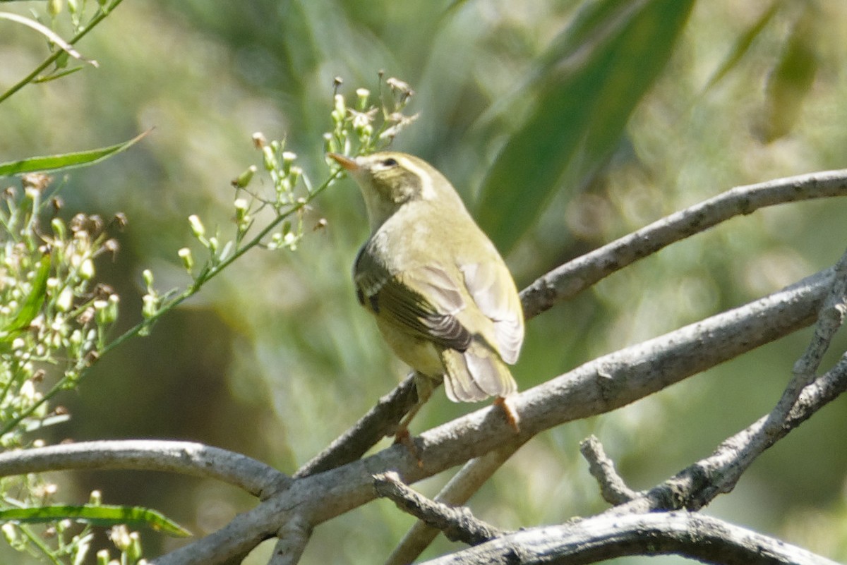 Arctic/Kamchatka Leaf Warbler - ML264460481