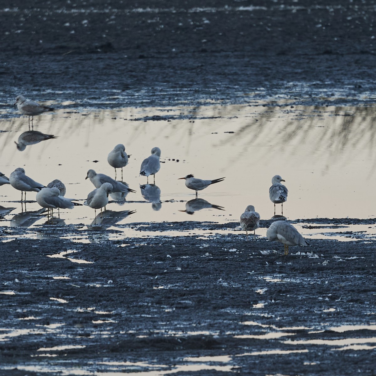 Elegant Tern - ML264461591