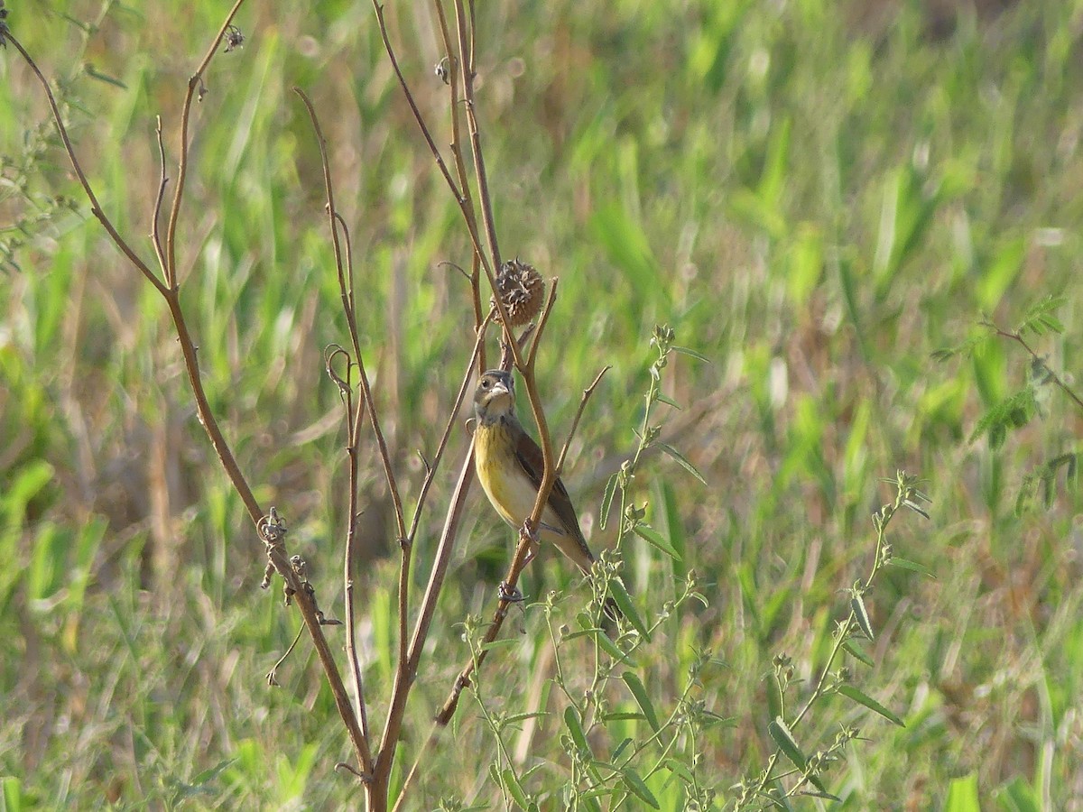 Dickcissel - ML264461641