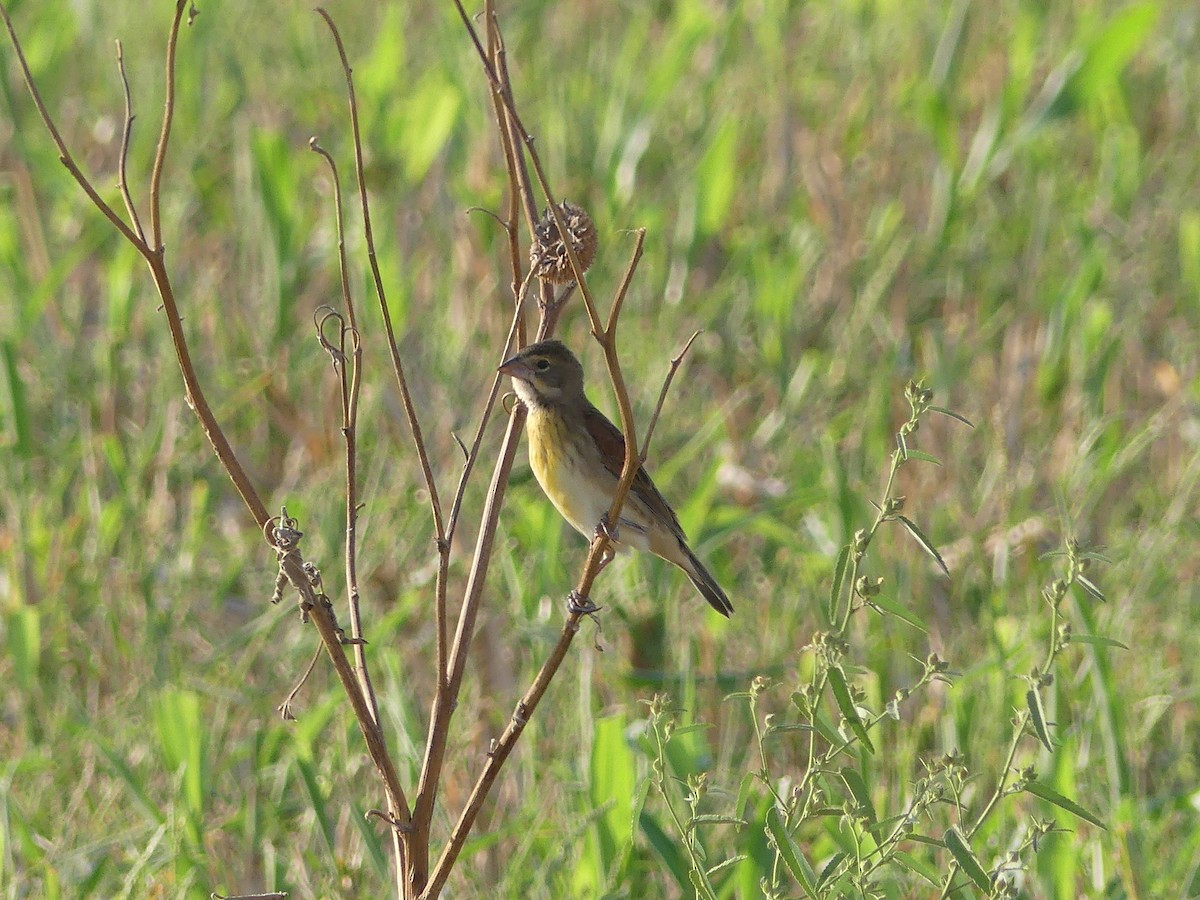 Dickcissel - ML264461711