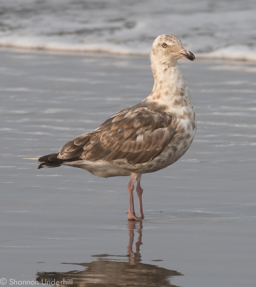 Slaty-backed Gull - Shannon Underhill