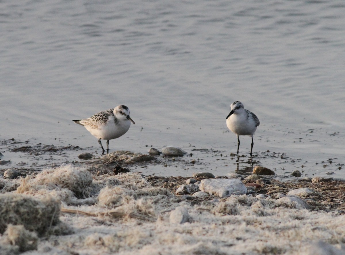 Sanderling - ML264464231