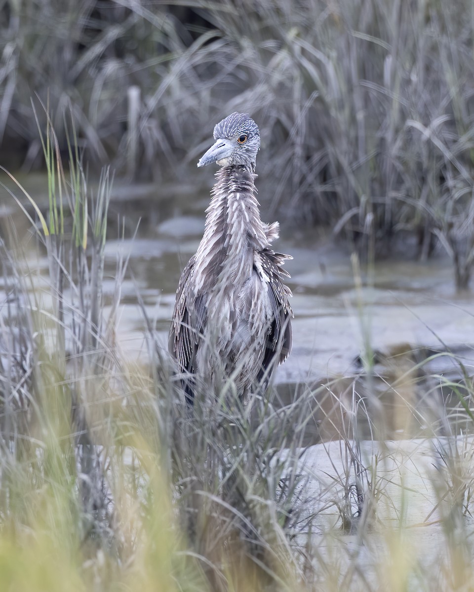 Yellow-crowned Night Heron - ML264467231