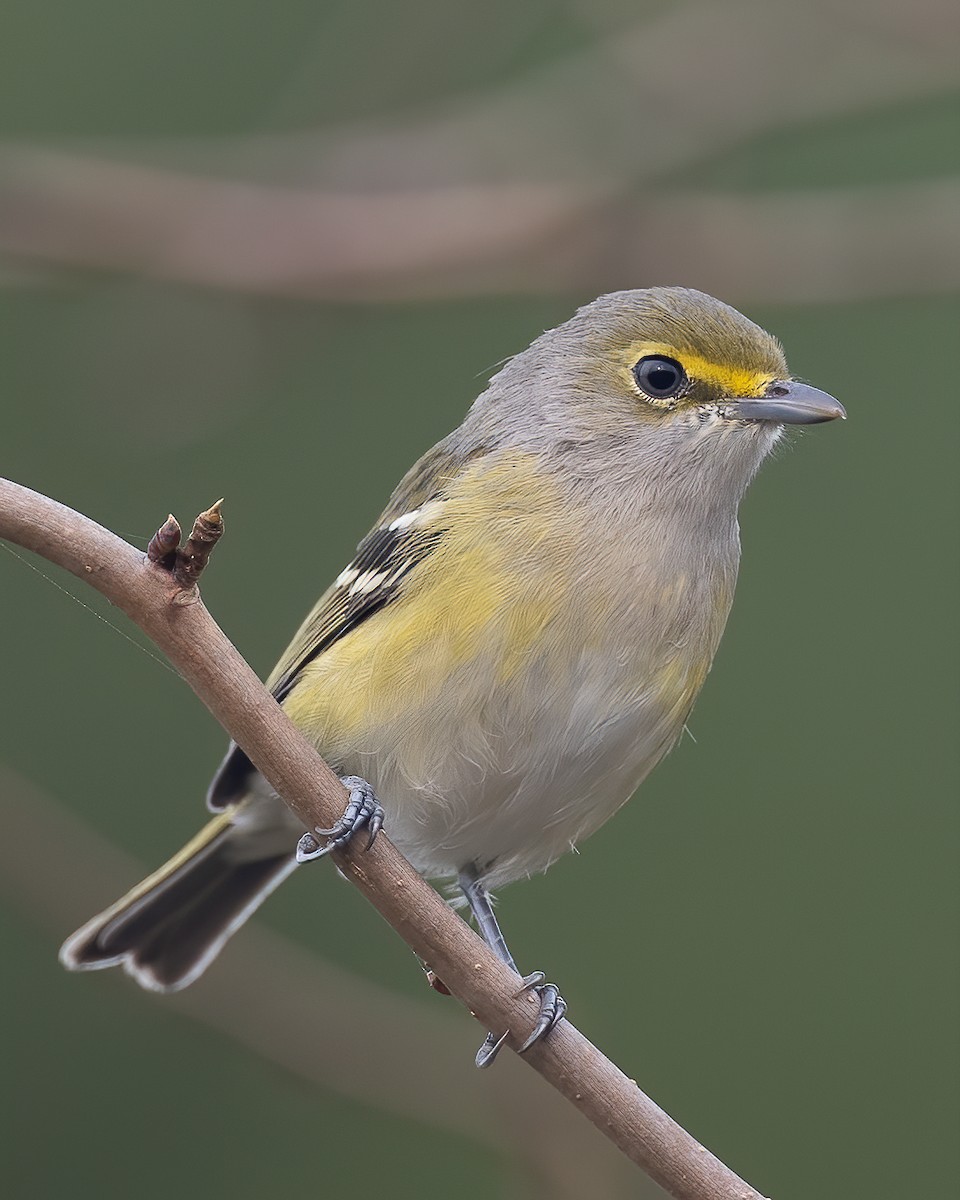 White-eyed Vireo - ML264467351