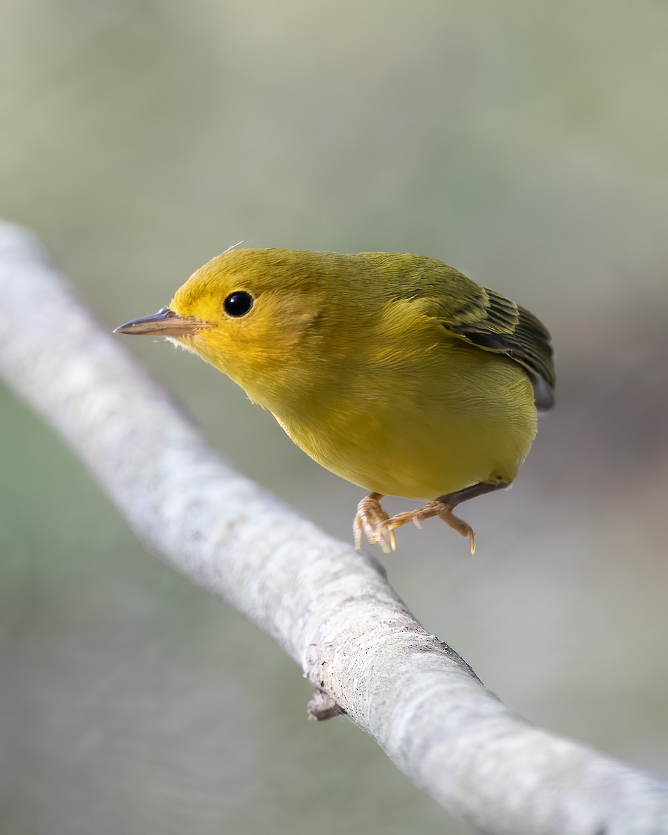 Northern Yellow Warbler - ML264467561