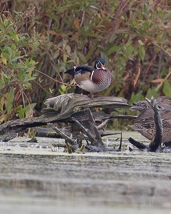 Wood Duck - Jeff Kingsfield