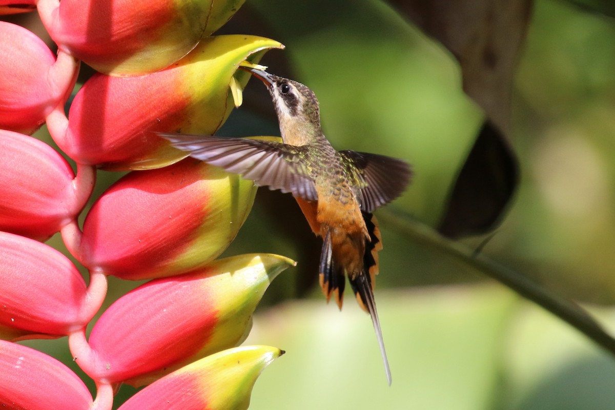 Tawny-bellied Hermit - Dan Jones