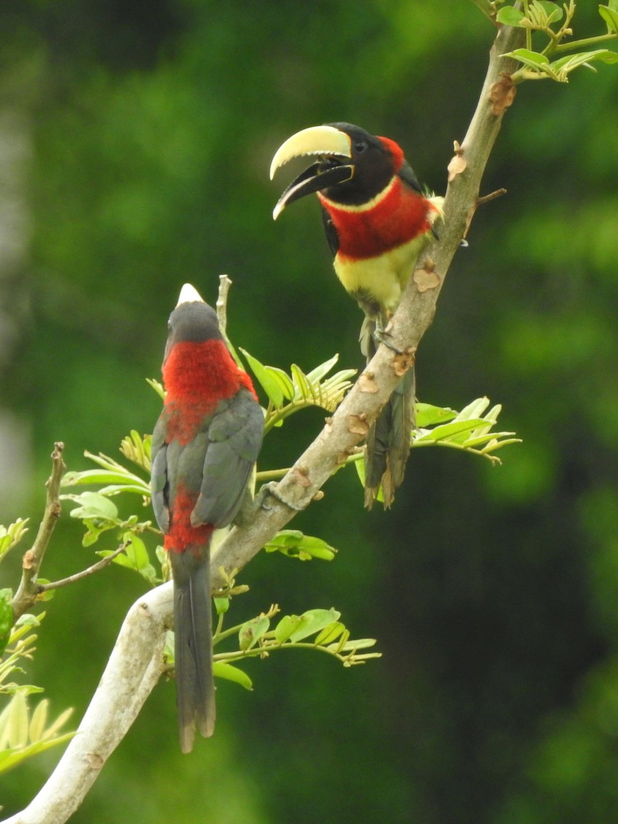 Red-necked Aracari - ML264468241