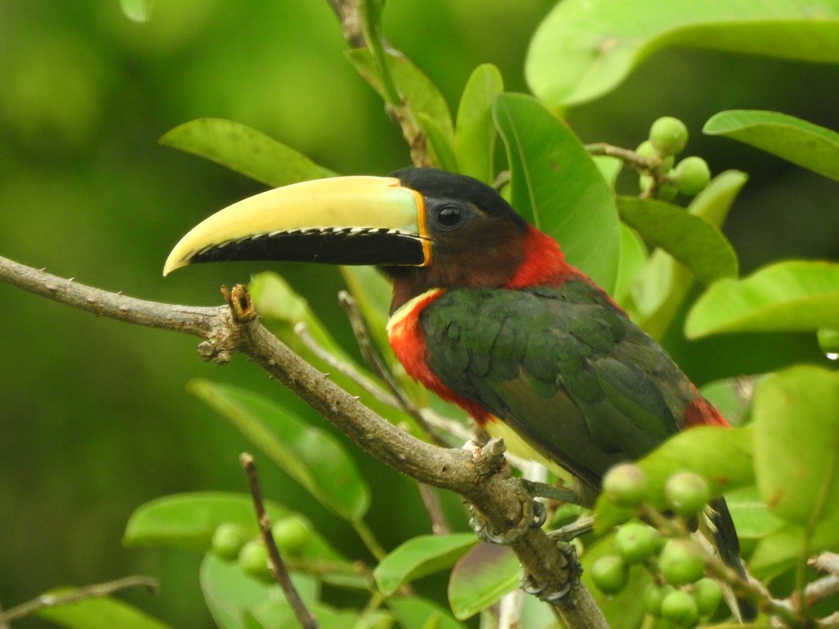 Red-necked Aracari - ML264468261